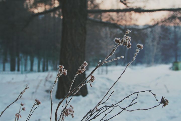 Ойрын өдрүүдэд ихэнх нутгаар сэрүүсэж, хур тунадас орно