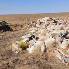 Зээрийн сүрэг үхсэн шалтгааныг тодруулахаар ажлын хэсэг ажиллаж байна