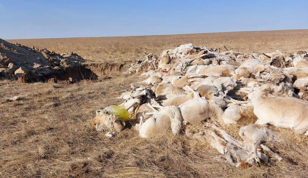 Зээрийн сүрэг үхсэн шалтгааныг тодруулахаар ажлын хэсэг ажиллаж байна